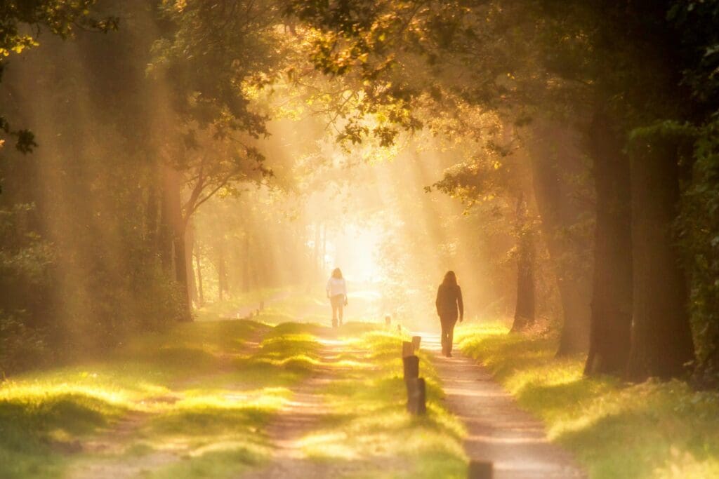 People walking on a forest trail with light shining through the leaves